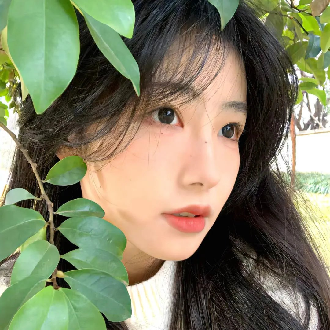 甘蓝仙子